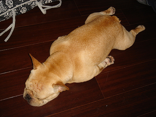 French_bulldog