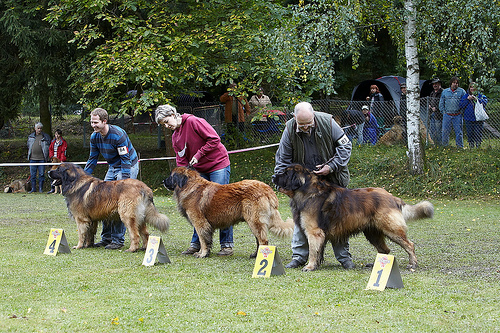 Leonberg