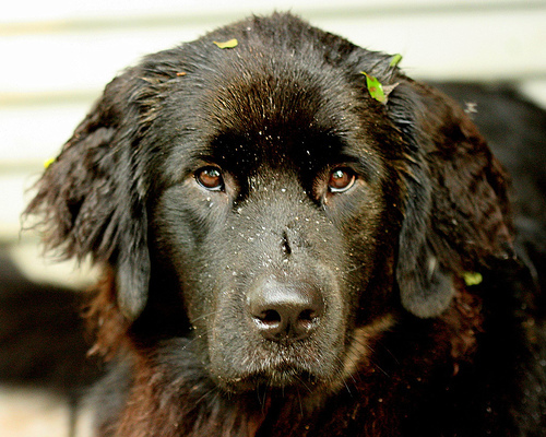 Newfoundland