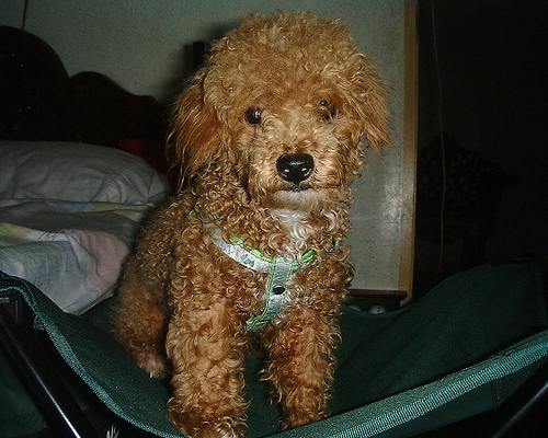 toy_poodle