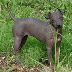 Mexican_hairless