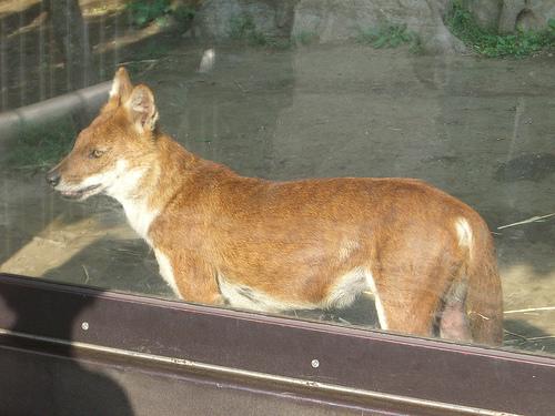 dhole