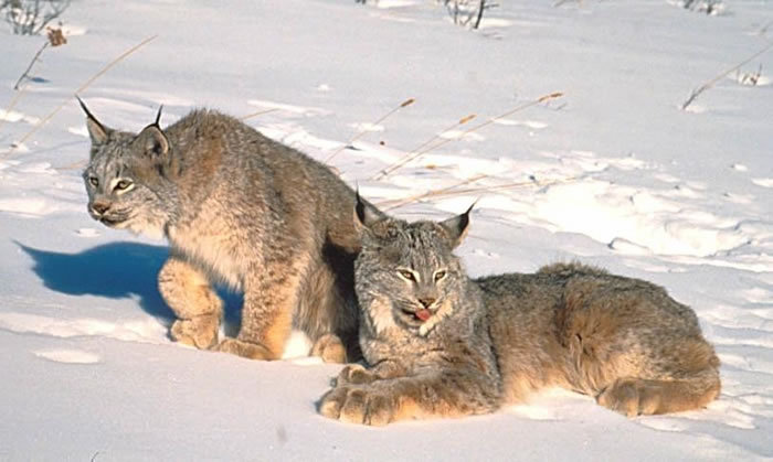 lynx