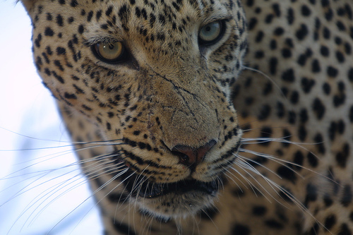 leopard