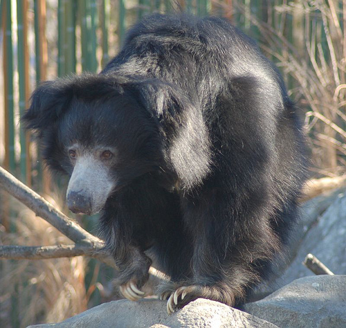 sloth_bear