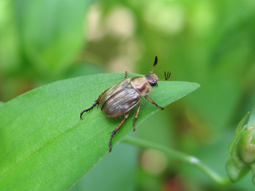 leaf_beetle