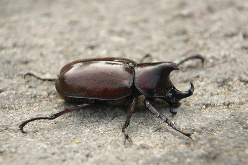 rhinoceros_beetle