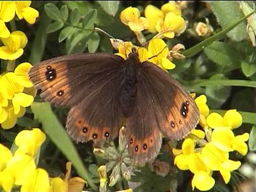 ringlet