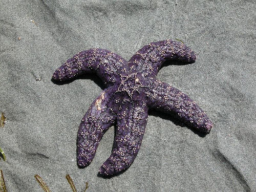 starfish