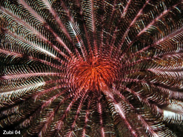 sea_urchin