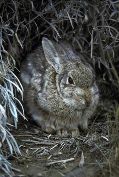 wood_rabbit