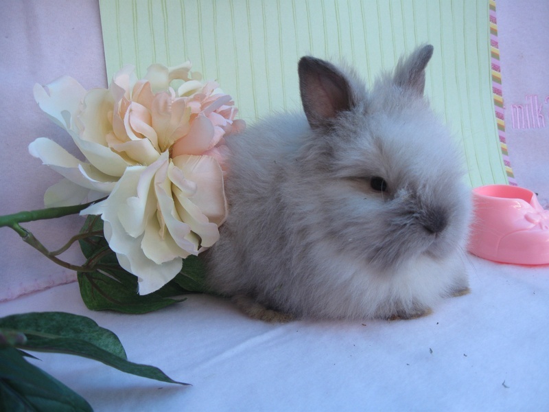 Angora