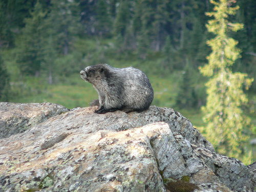 marmot