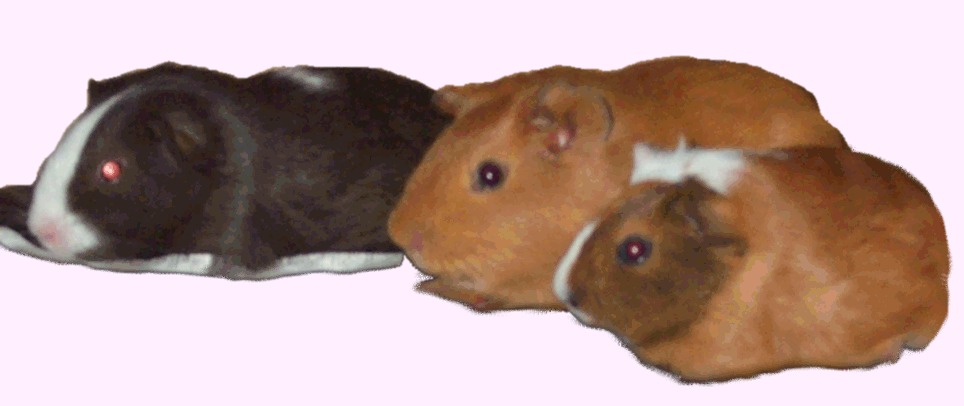 guinea_pig