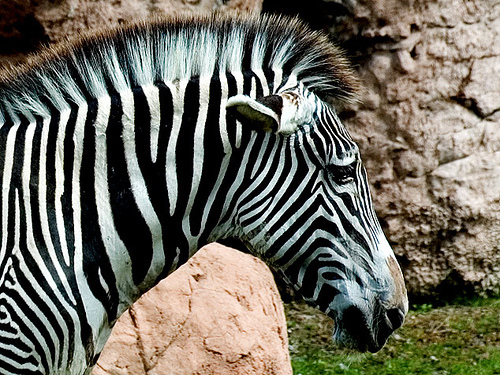 zebra