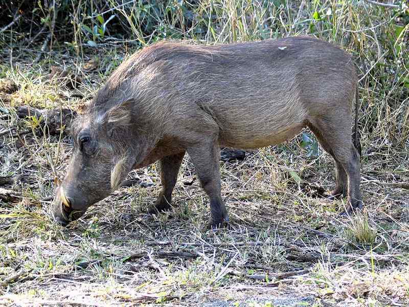 warthog