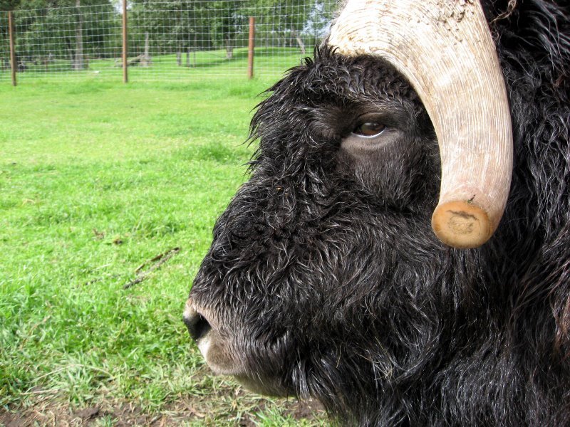 ox