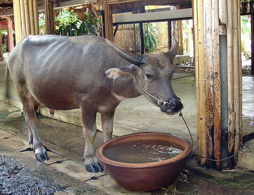 water_buffalo