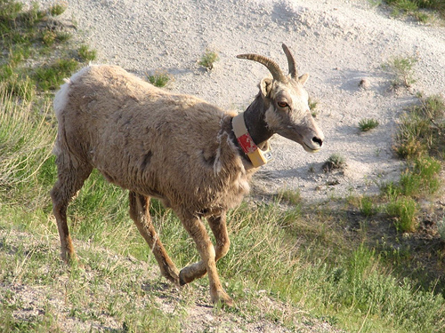 bighorn