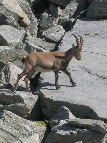 ibex