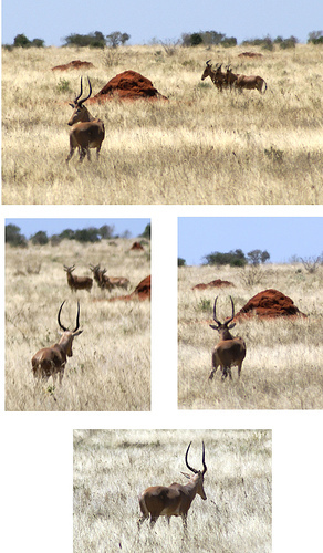 hartebeest