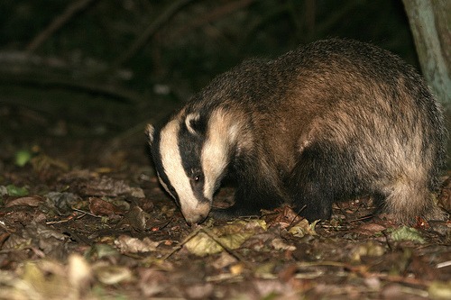 badger