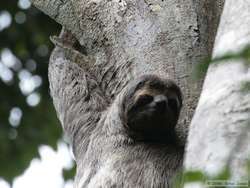 three-toed_sloth