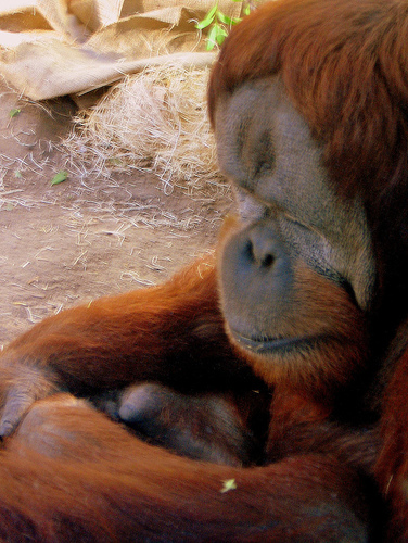 orangutan