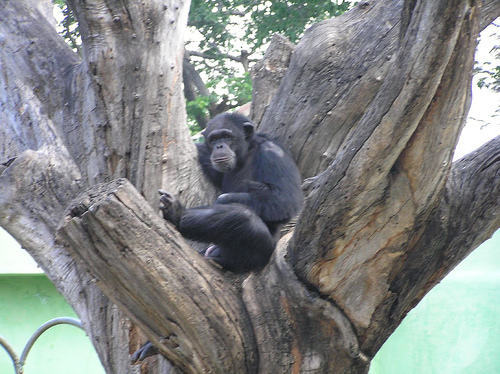 chimpanzee