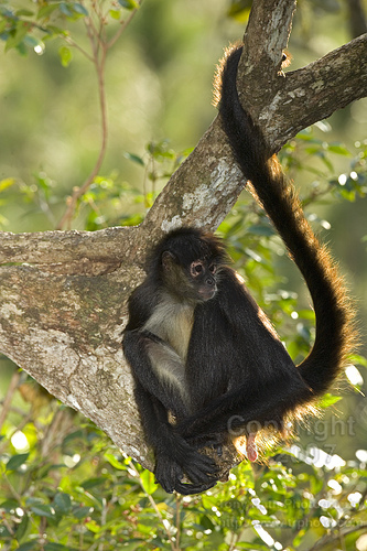 spider_monkey