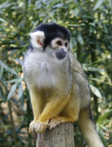 squirrel_monkey