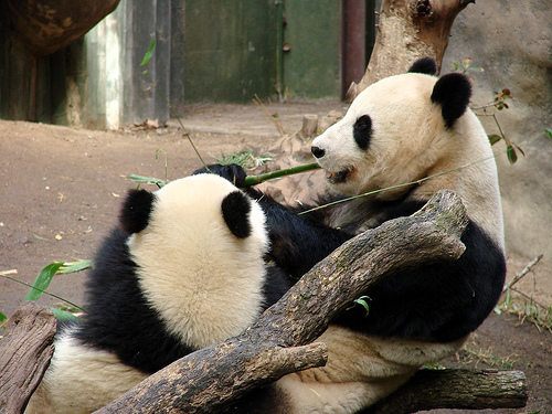 giant_panda