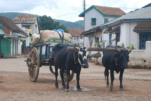 oxcart