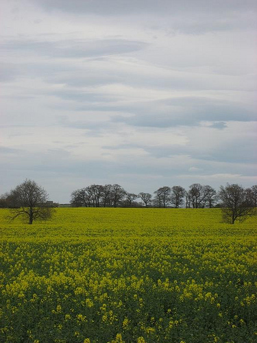 rapeseed