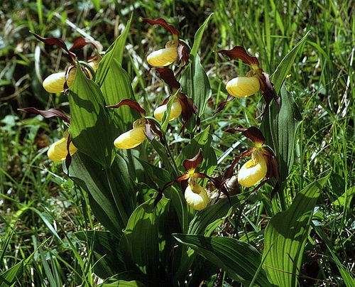 yellow_lady's_slipper