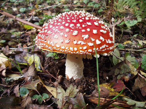 agaric