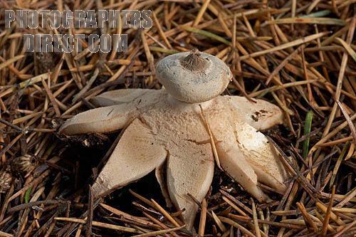 earthstar