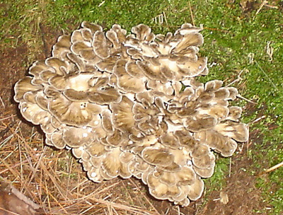 hen-of-the-woods