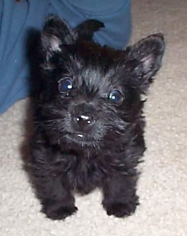 scottish terrier.jpg