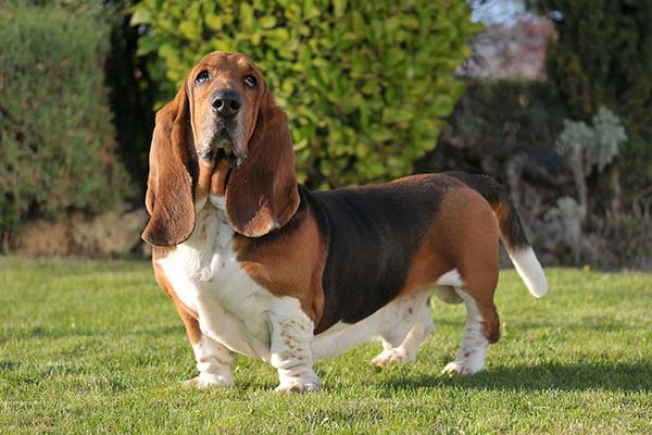 basset.jpg