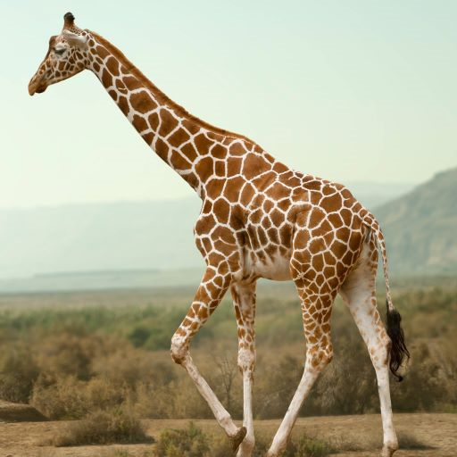 giraffe.png