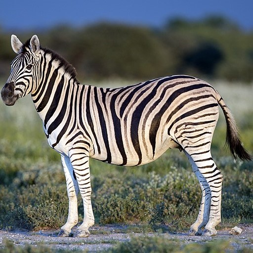 zebra.png